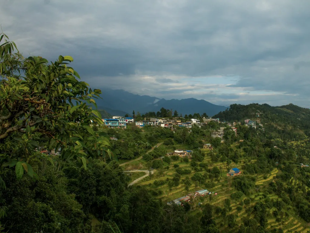 green terrace farming view along with trees on the Poon Hill trekking trail