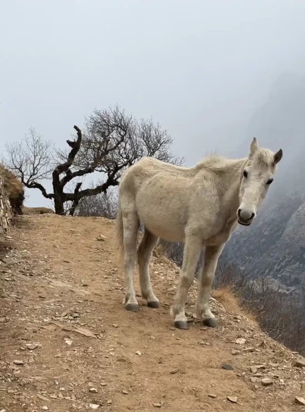 White horse standing in a ridge