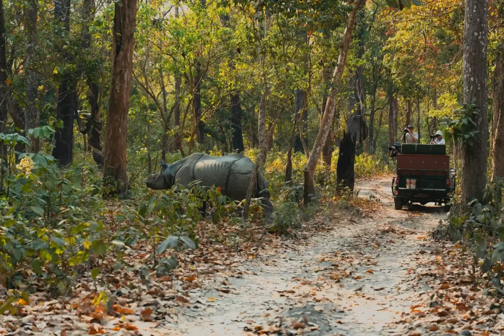 rhino grazing in Chitwan national park