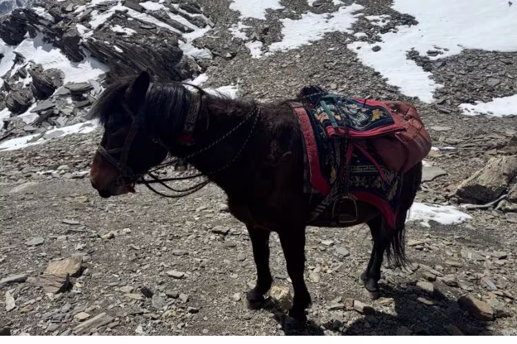 Black horse standing on the Kang La Pass route with snow and barren mountains in the background.