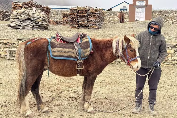 Horse rider posing with a brown horse in Chyakhu Village, Nar Phu Valley, Nepal.
