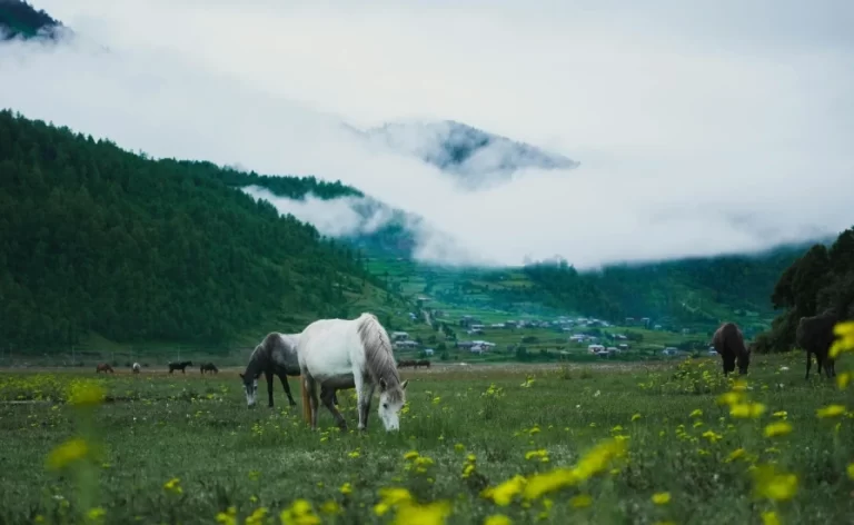 Two horses grazing in the green grasslands of Nepal, surrounded by forested hills and colorful flowers.