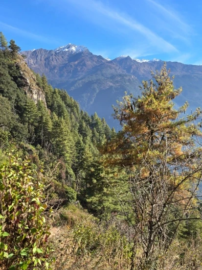 Fir forest in Langtang Valley