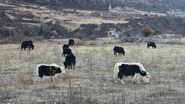 Yaks grazing in the plain slope of Langtang Valley