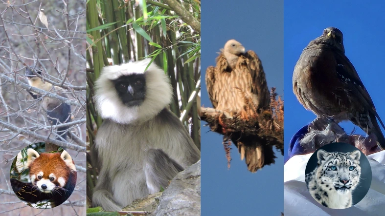 Wildlife in Langtang valley: Red Panda, Snow Leopard, Grey Langur, Yellow-throated Marten, Himalaya Vulture